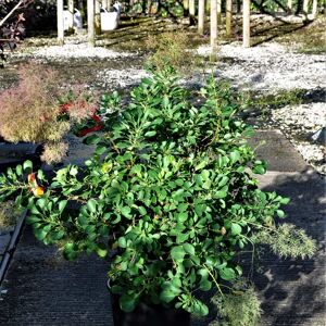 Cotinus coggygria 'Young Lady' 100-125 cm